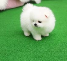 Puppies for sale , pomeranian  - Russia, Archangel