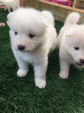 Puppies for sale samoyed dog (samoyed) - Finland, Rovaniemi