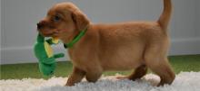 Puppies for sale labrador retriever - Romania, Constanta