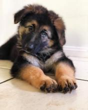 Puppies for sale german shepherd dog - Denmark, Aalborg