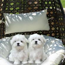 Puppies for sale maltese - Belarus, Mogilev