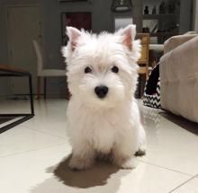 Puppies for sale west highland white terrier - Germany, Stuttgart