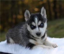 Puppies for sale , pomsky - Sweden, Lidkoping