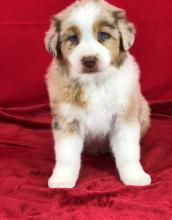 Puppies for sale golden retriever - Russia, CA