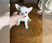 Puppies for sale chihuahua - Belarus, Grodno