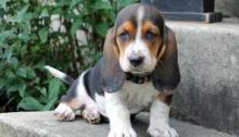 Puppies for sale basset hound - Cyprus, Nicosia