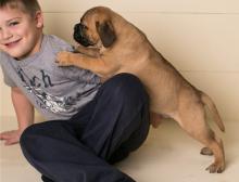 Puppies for sale bullmastiff - Cyprus, Limassol