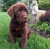 Puppies for sale labrador - Lithuania, Kaunas