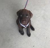 Puppies for sale labrador - United Kingdom, Dover