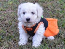 Puppies for sale bichon - Cyprus, Nicosia