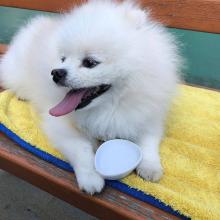 Puppies for sale pomeranian spitz - Spain, Oviedo