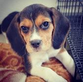 Puppies for sale beagle - Belarus, Maladzyechna