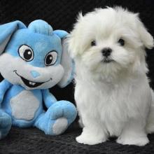 Puppies for sale maltese - Spain, Cordoba