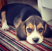 Puppies for sale beagle - Netherlands, Breda