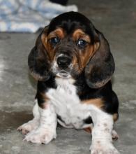 Puppies for sale basset hound - Russia, Moscow