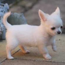 Puppies for sale chihuahua - Cyprus, Paphos