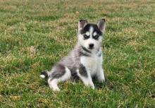 Puppies for sale , siberian husky - Tajikistan, Kulyab