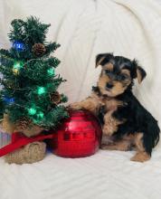 Puppies for sale yorkshire terrier - United Kingdom, Maine