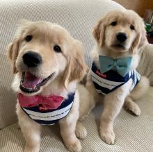 Puppies for sale golden retriever - Estonia, Pya