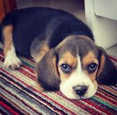 Puppies for sale beagle - Latvia, Valmiera