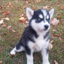 Puppies for sale , siberian husky - Germany, Augsburg