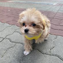 Puppies for sale other breed, maltipoo - Austria, Vienna