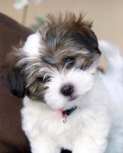 Dogs free havanese - Ukraine, Dnipropetrovsk