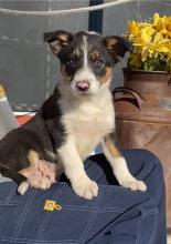 Puppies for sale border collie - Italy, AMALFI