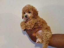 Puppies for sale toy-poodle - Austria, Graz