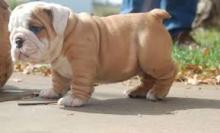 Puppies for sale english bulldog - Czech Republic, Czech-budievitsy