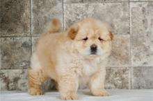 Puppies for sale chow chow - Lithuania, Vilnius