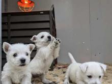 Puppies for sale west highland white terrier - France, Paris. Price 10 €