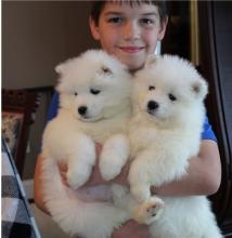 Puppies for sale samoyed dog (samoyed) - Latvia, Riga