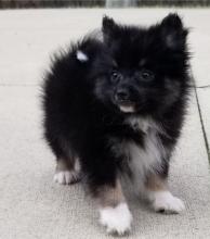 Puppies for sale pomeranian spitz - Austria, Graz