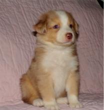 Puppies for sale australian shepherd - Cyprus, Limassol