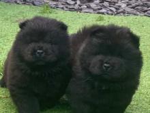 Puppies for sale chow chow - Finland, Helsinki