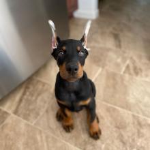 Puppies for sale doberman - Netherlands, Rotterdam