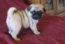 Puppies for sale pug - Ukraine, 