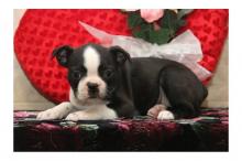 Puppies for sale boston terrier - Lithuania, Vilnius