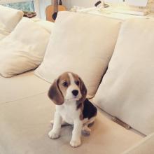 Puppies for sale beagle - Germany, Frankfurt