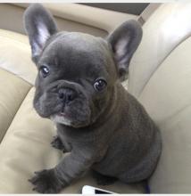 Puppies for sale french bulldog - Malta, Valletta. Price 11 €