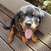 Puppies for sale rottweiler - Hungary, Debrecen