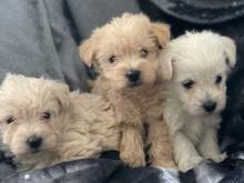 Puppies for sale , westipoo - Malta, Valletta. Price 11 €