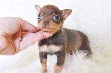 Puppies for sale chihuahua - Estonia, Tartu