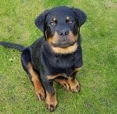 Puppies for sale rottweiler - Lithuania, Elektrenai