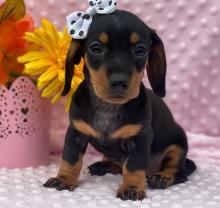 Puppies for sale , dachshund - Russia, Barrow