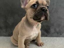 Puppies for sale french bulldog - Denmark, Aarhus. Price 11 €