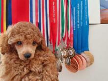 Puppies for sale toy-poodle - Austria, Vienna