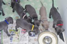 Puppies for sale weimaraner - Netherlands, Amsterdam. Price 11 €