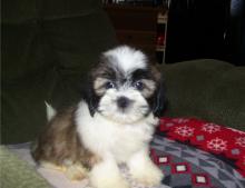 Puppies for sale lhasa apso - Cyprus, Nicosia